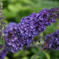 Саджанець Будлея Емпайр Блю в контейнері