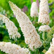 Саджанець Будлея Вайт Проф'южен в контейнері