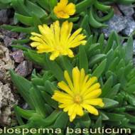 Саджанець делоспермы Єллоу Айс Плант в контейнере