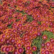 Саженец делоспермы Фаер Спиннер в контейнере