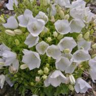 Саженец колокольчика Вайт Юнит в контейнере