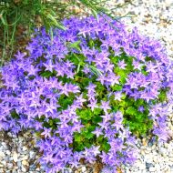 Саджанець Дзвоник Гарганський в контейнері