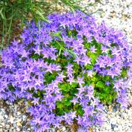 Саджанець Дзвоник Гарганський в контейнері