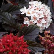 Саджанець Пухироплідник калинолистий Ред Барон в контейнері