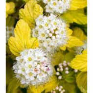 Саджанець Пухироплідник калинолистий Angel Gold в контейнері