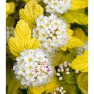 Саджанець Пухироплідник калинолистий Angel Gold в контейнері