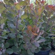 Саджанець скумпія Роял Перпл (Royal purple) в контейнері