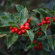 Саженец падуба Блю Эйнджел в контейнере