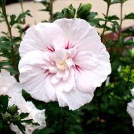 Саджанець Гібіскус Китайський Шифон в контейнері