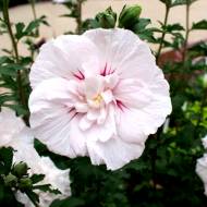 Саджанець Гібіскус Китайський Шифон в контейнері