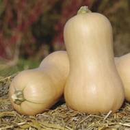 Гарбуз Новинка