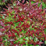 Саженец леукотое Зеблид Скарлета в контейнере