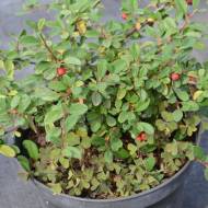 Саженец кизильника Роял Карпет в контейнере