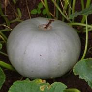 Гарбуз Волзький сірий