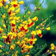 Саженец ракитника Андреанус в контейнере