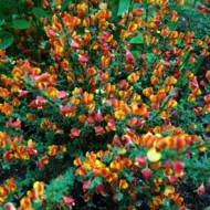 Саженец ракитника Лена в контейнере