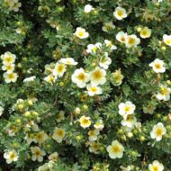 Саженец лапчатки кустовой Тилфорд Крым в контейнере