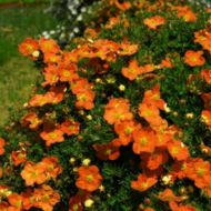 Саженец лапчатки кустовой Танджерин в контейнере