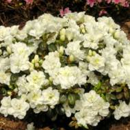 Саджанець Азалія японська Schneeperle в контейнері