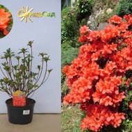 Саженец азалии японской Geisha Orange в контейнере