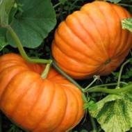 Гарбуз Цукерка