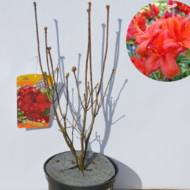 Саджанець Азалія великоквіткова Red в контейнері