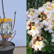 Саджанець Азалія великоквіткова Arima в контейнері