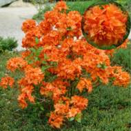 Саженец азалии крупноцветковой Gibraltar в контейнере