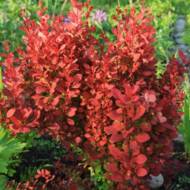 Саджанець Барбарис Тунберга Red Compact в контейнері