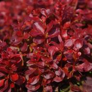 Саженец барбариса Тунберга Red Compact в контейнере