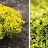 Саджанець Барбарис Тунберга Tiny Gold в контейнері