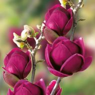 Саджанець Магнолія гібридна Genie в контейнері