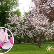 Саженец магнолии Суланжа в контейнере