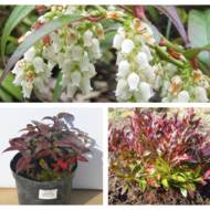 Саджанець Леукотоє Зебонард в контейнері