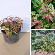 Саженец леукотое Вольтера Raindow в контейнере