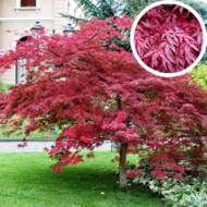 Саженец клена пальмолистого Атропурпуреум в контейнере