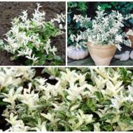 Саджанець Бересклет Форчуна Арлекін в контейнері