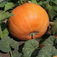 Гарбуз Мигдальний за 2 г