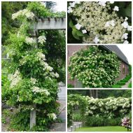 Саженец гортензии anomala petiolaris в контейнере