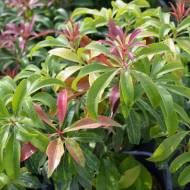 Саженец пиериса японского Little Health в контейнере