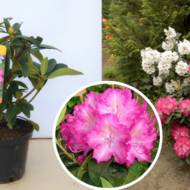 Саженец рододендрона Sternzauber в контейнере