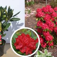 Саджанець Рододендрон Busuki в контейнері