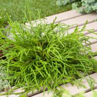 Саженец туи складчатой Кагерс Бьюти в контейнере