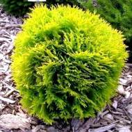 Саджанець Туя Danica Aurea в контейнері