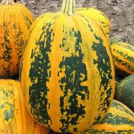 Гарбуз Мозоліївський за 2 г