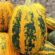 Гарбуз Мозоліївський за 2 г