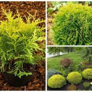 Саженец туи Danica Aurea в контейнере