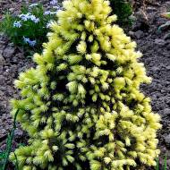 Саджанець Ялина канадська Daisy`s White в контейнері