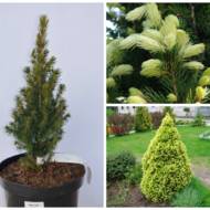 Саженец ели канадской Daisy`s White в контейнере