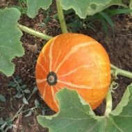 Гарбуз Мандаринчик за 5 нас.